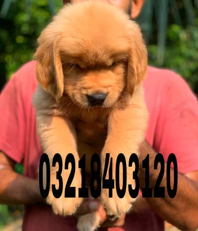 Golden retriever pedigreed puppies available for sale