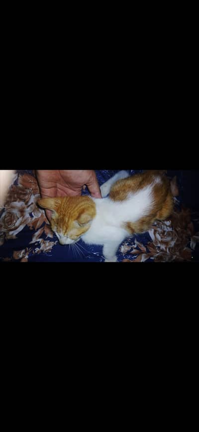 Playful 2 Months Male Kitten for Sale