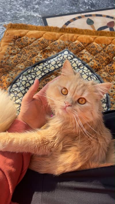 Russian cat, vaccinated in june, all ok, only serious buyer contact