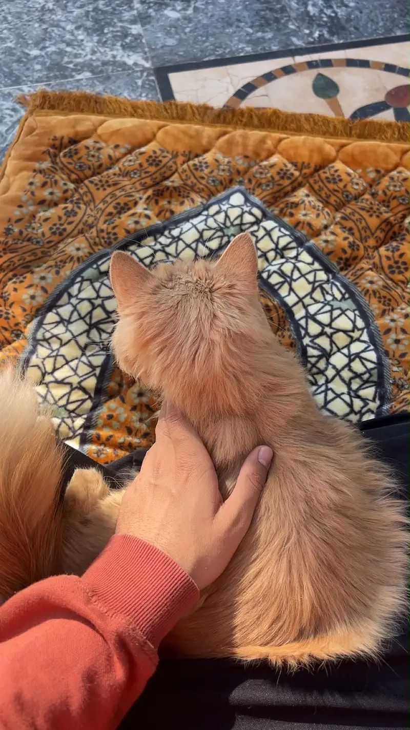 Russian cat, vaccinated in june, all ok, only serious buyer contact — photo 2