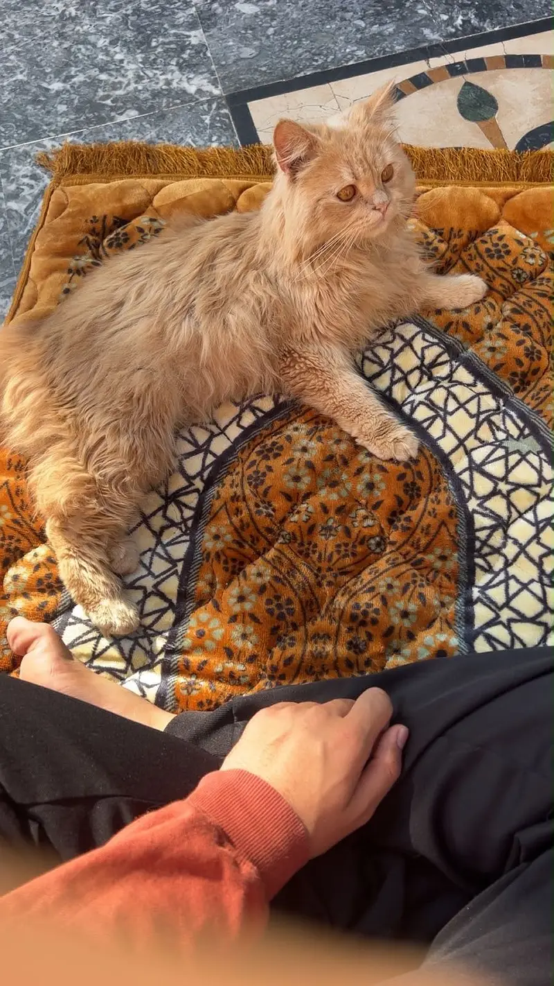 Russian cat, vaccinated in june, all ok, only serious buyer contact — photo 3