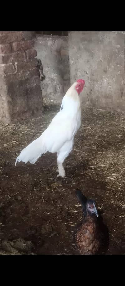 heera morga mushki Madi jjora  for sale