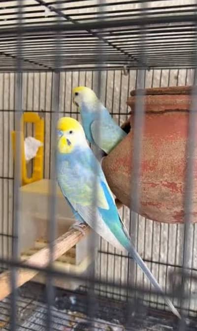 Rainbow Budgies Available mashallah for Rainbow lovers beauty