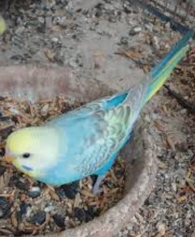 Rainbow  Budgies pair Mashallah for Rainbow lovers beauty