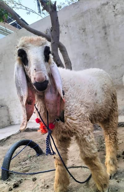 sheep ghata healthy available good price