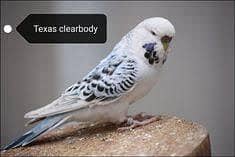TCB Exhibition size budgies for TCB lovers beauty