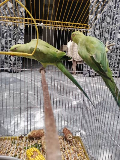 Ringneck green parrot