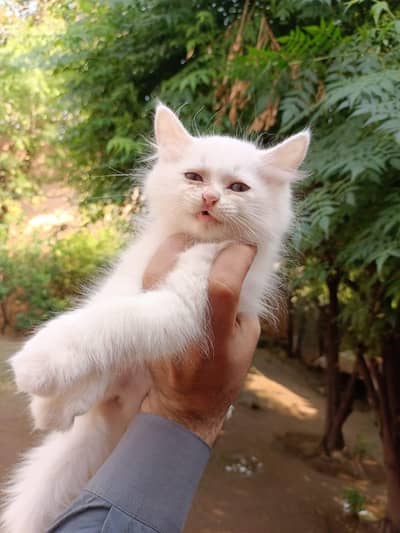 Persion Male and Female kitten