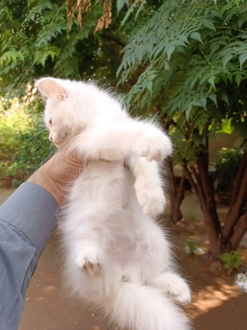 Persion Male and Female kitten — photo 4