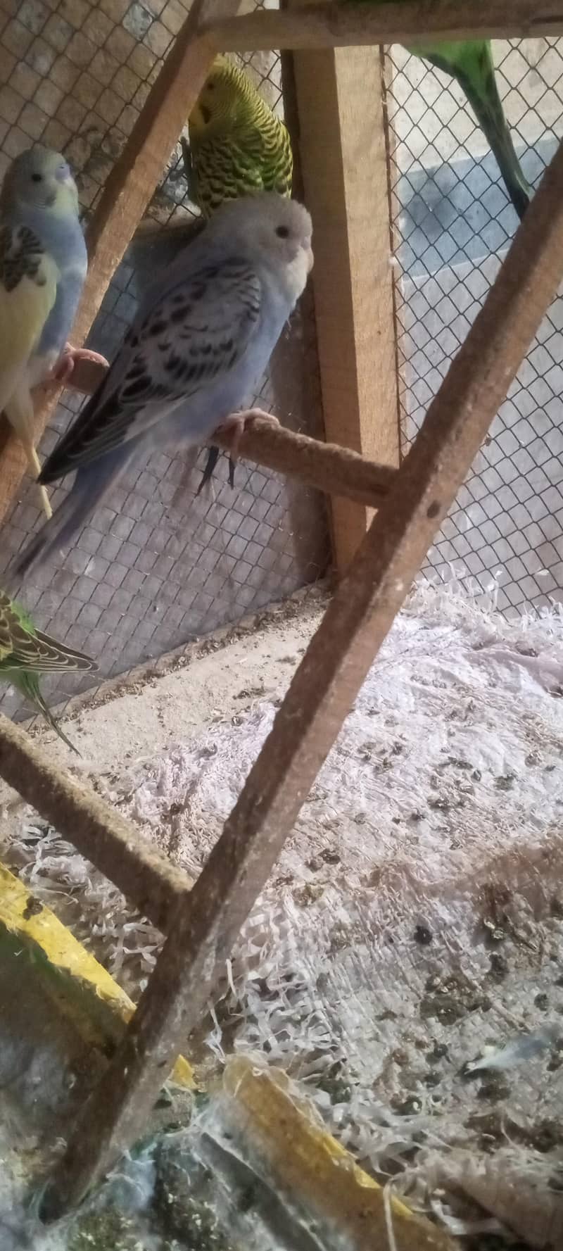 bigre paroot 1