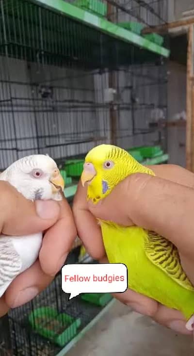 Yellow Red Eyes king size Budgies and Fellow Budgies for budgies lover