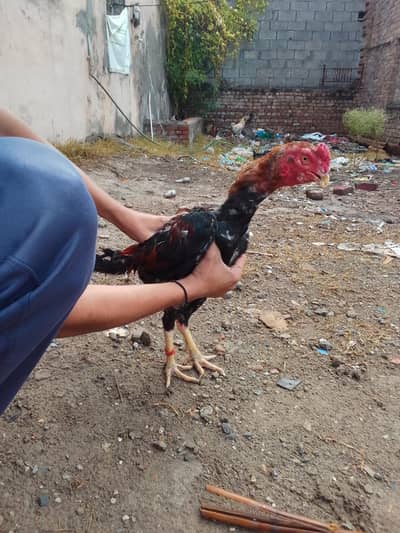 Ya Male For Sale Ha ju lena chaha wahi rabta kara