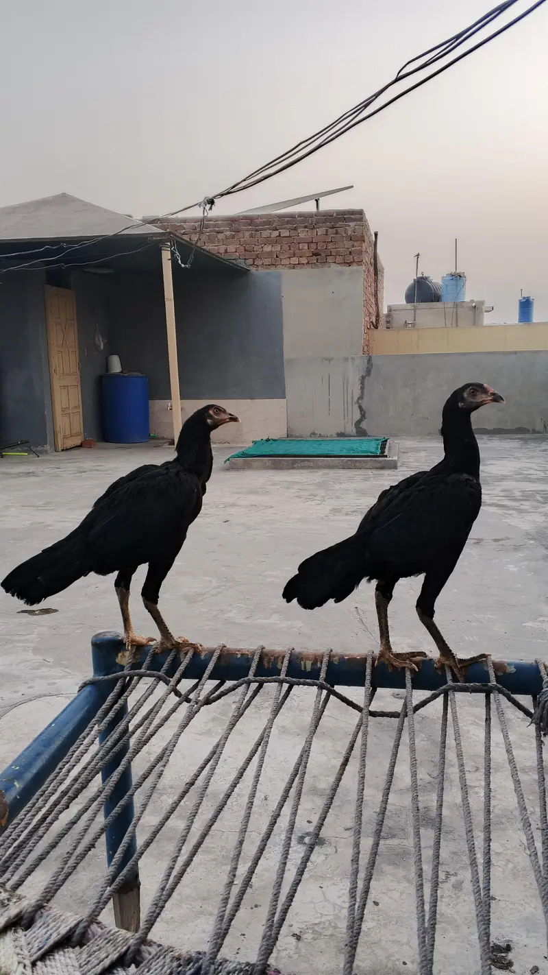 2 aseel fe male 2 desi fe male 1 male — photo 2