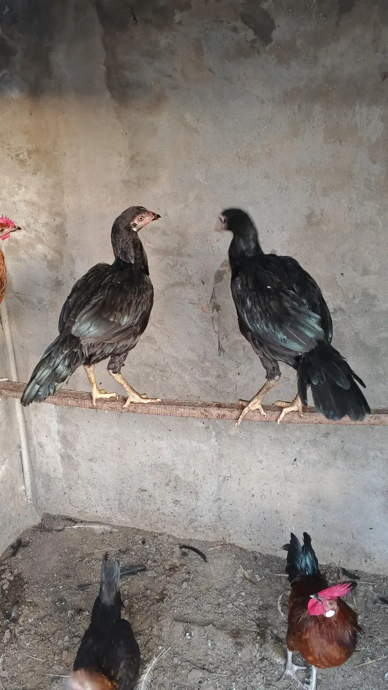 2 aseel fe male 2 desi fe male 1 male — photo 3