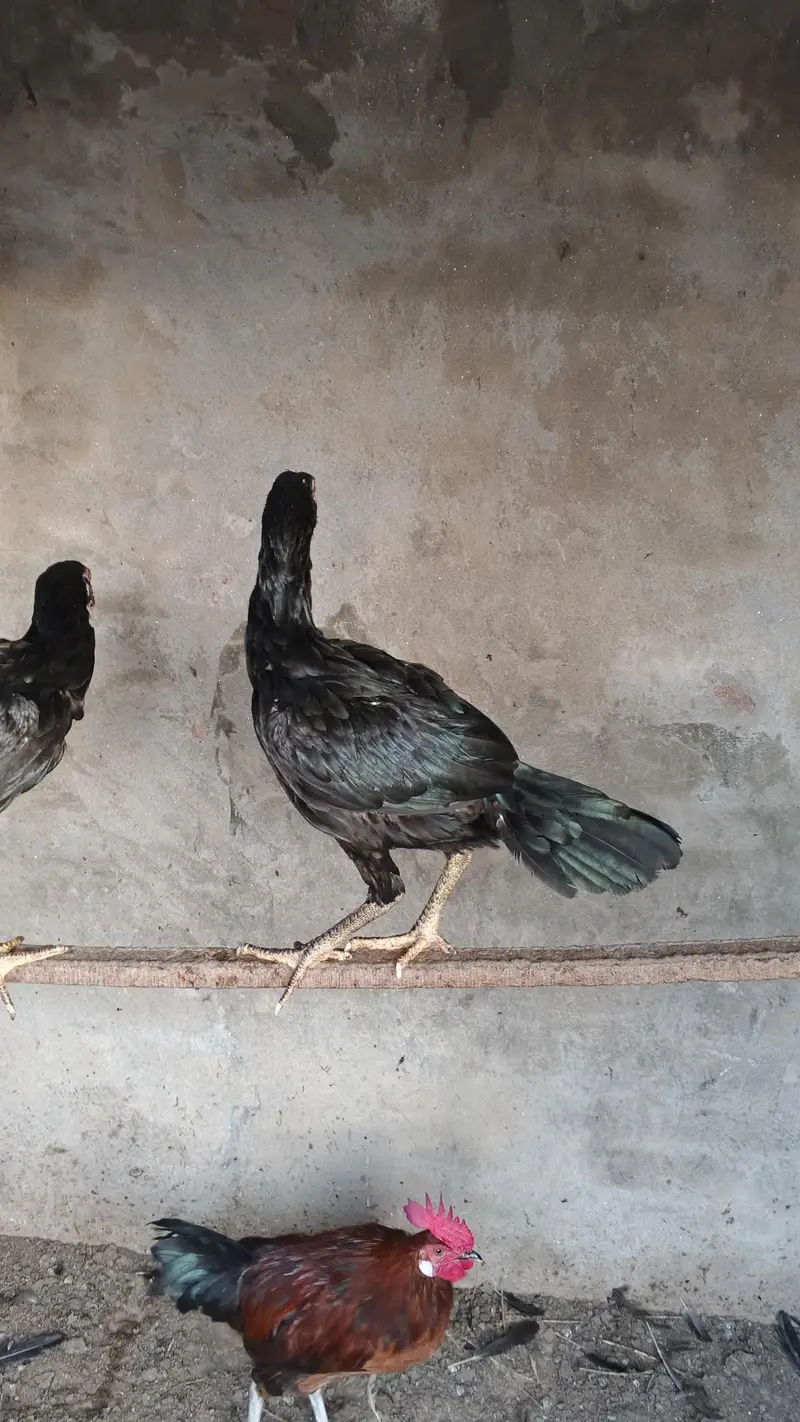 2 aseel fe male 2 desi fe male 1 male — photo 4