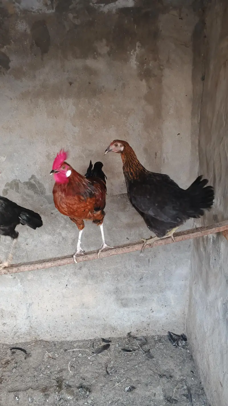 2 aseel fe male 2 desi fe male 1 male — photo 5