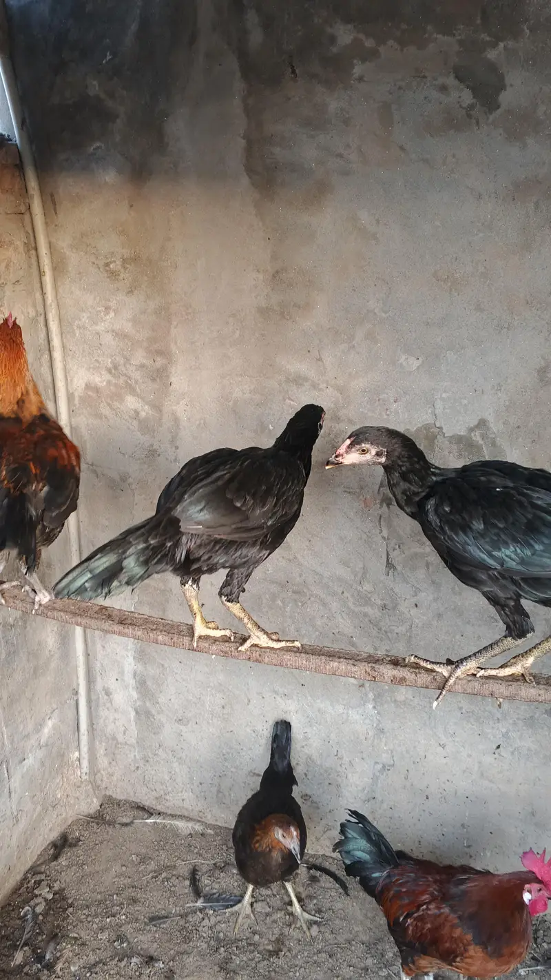2 aseel fe male 2 desi fe male 1 male — photo 6