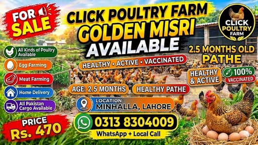 Golden misri mix pathe 2.5 month age