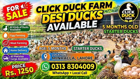 5 months starter ducks  healthy and active