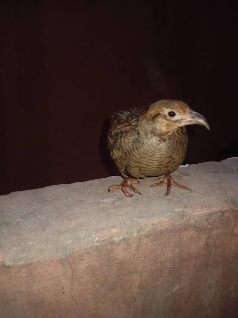 dhakni teeter 0