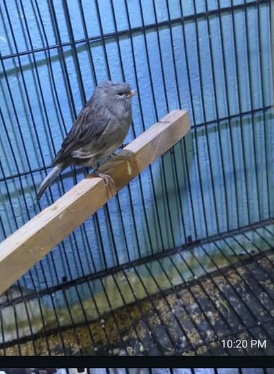 Gloster Canary Male available + Cage also available best for free fly