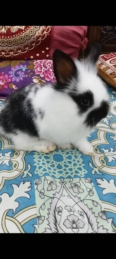 beautiful fancy bunny