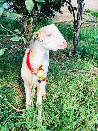 4 month ka glabi teddy mail for sale 3035307714 whatsap and cl