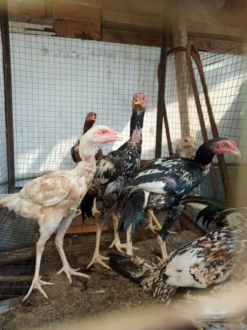 aseeel murga murgi — photo 2
