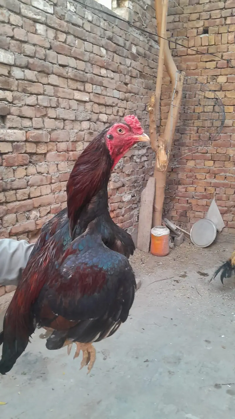 Quality Aseel Murga  03023737562 — photo 2