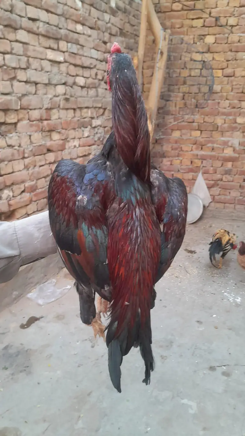 Quality Aseel Murga  03023737562 — photo 3
