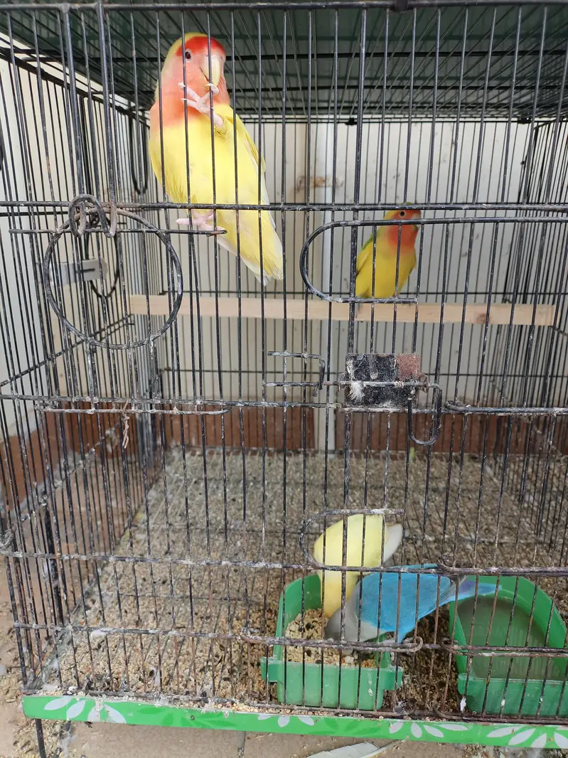 Lovebirds Ready To Breed Pieces For Sale — photo 2
