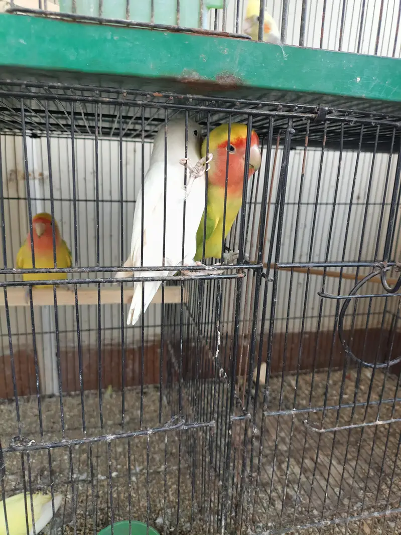 Lovebirds Ready To Breed Pieces For Sale — photo 3