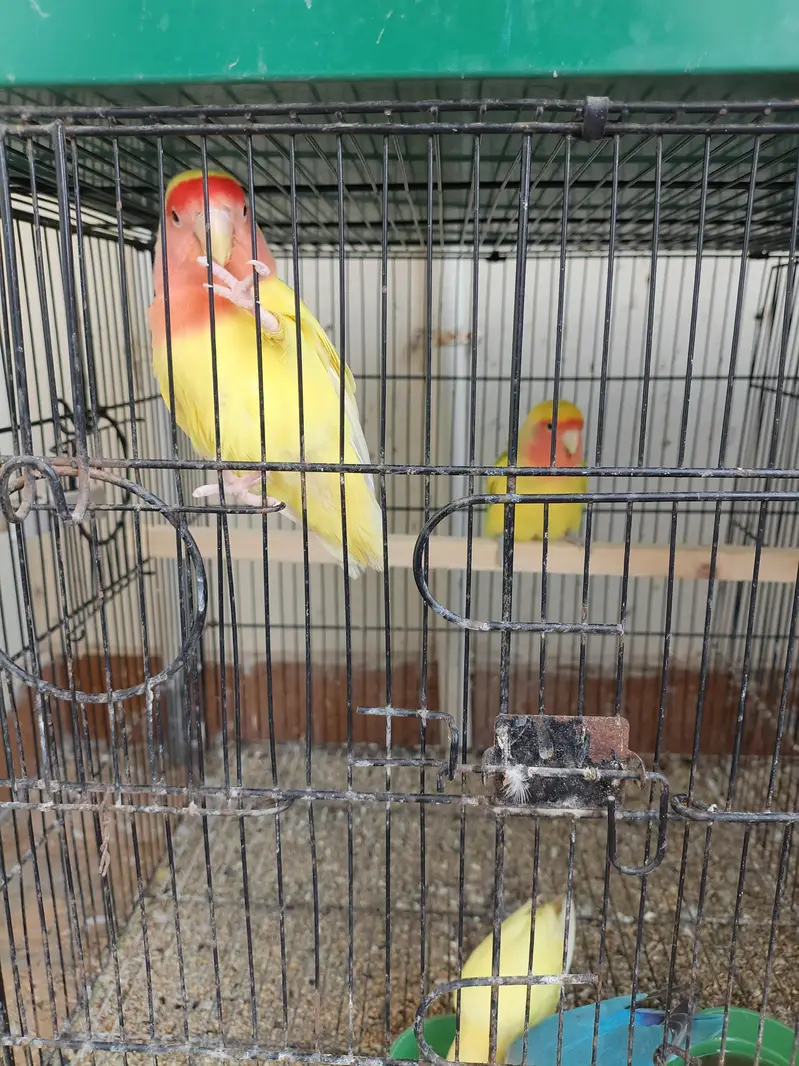 Lovebirds Ready To Breed Pieces For Sale — photo 4