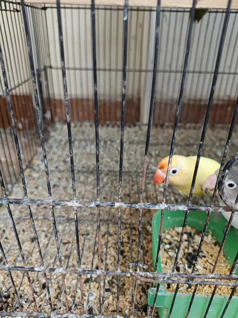 Lovebirds Ready To Breed Pieces For Sale — photo 5