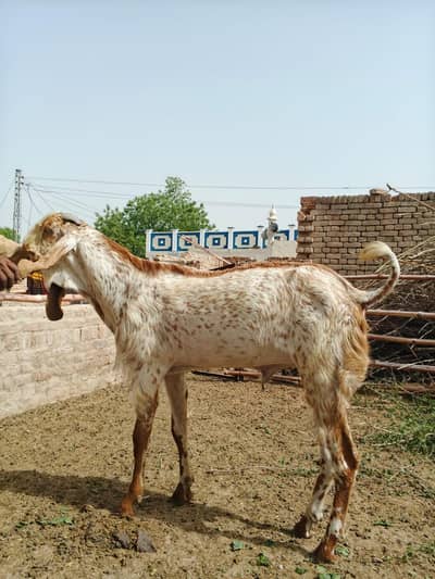 makhi china