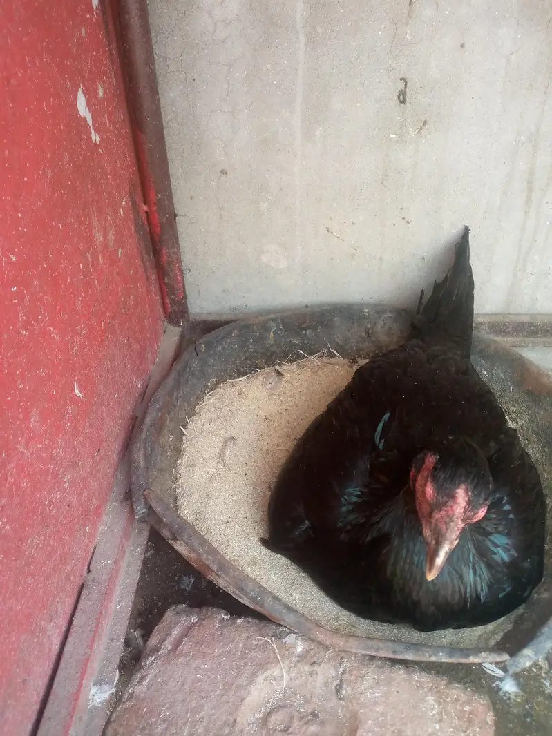 aseel Sindhi nasl ki hy kurak per Bhati hoi hy — photo 2