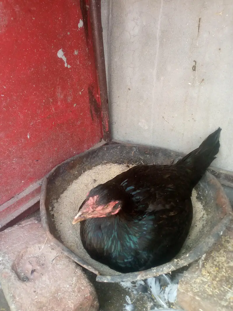 aseel Sindhi nasl ki hy kurak per Bhati hoi hy — photo 3
