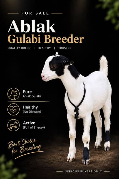 Teddy bakra ablak gulabi breeder 0 size