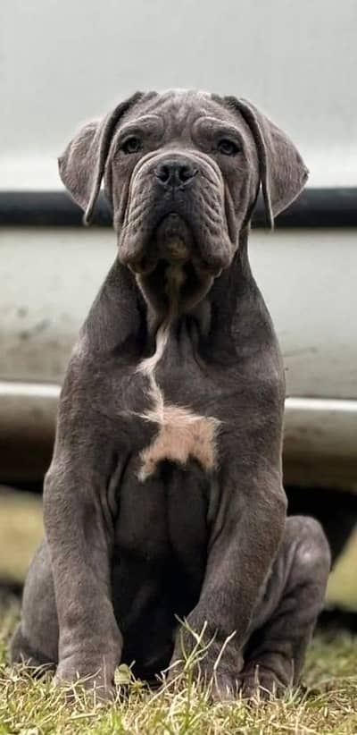 Fresh Imported Cane Corso Puppies available For sale