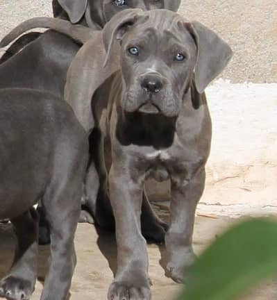 Giant Imported Cane Corso Puppy Available For Sale