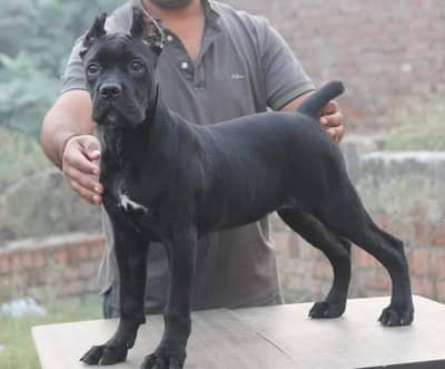 Premium Cane Corso Imported Puppies Available For Sale