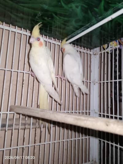 Common White Cocktail