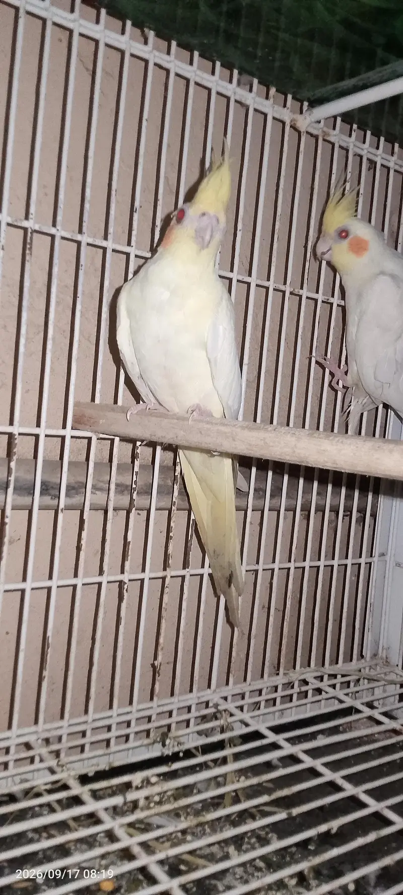 Common White Cocktail — photo 2