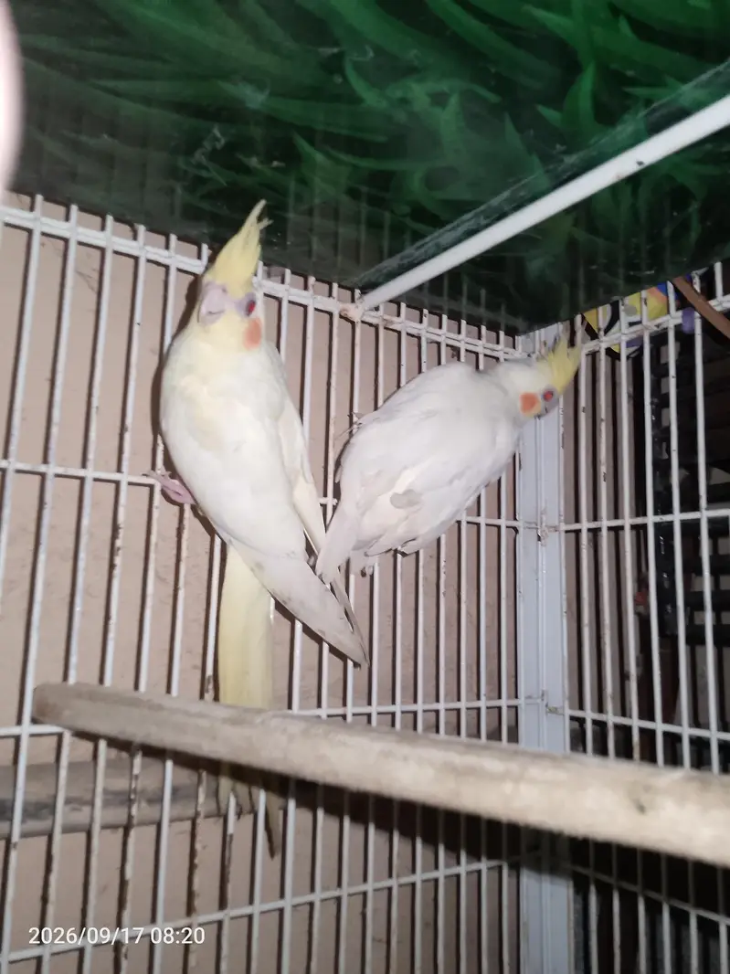 Common White Cocktail — photo 3
