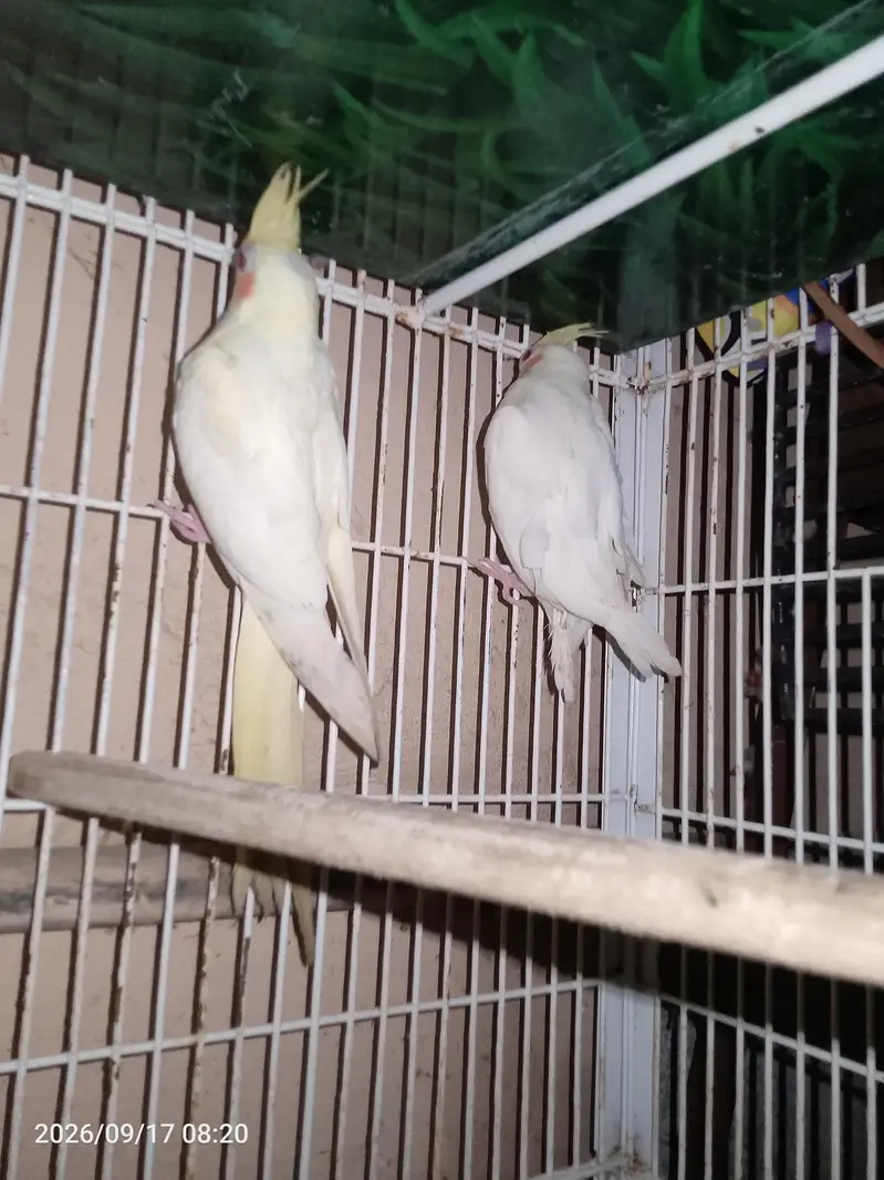 Common White Cocktail — photo 4