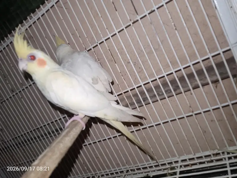 Common White Cocktail — photo 6