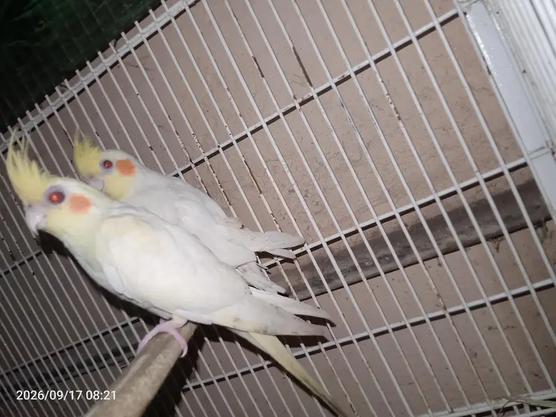 Common White Cocktail — photo 7