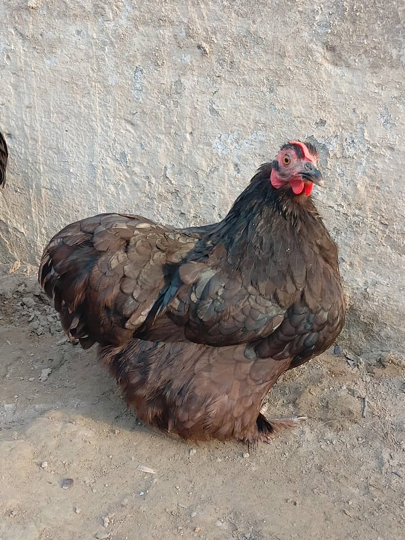 Black bantam pair 1