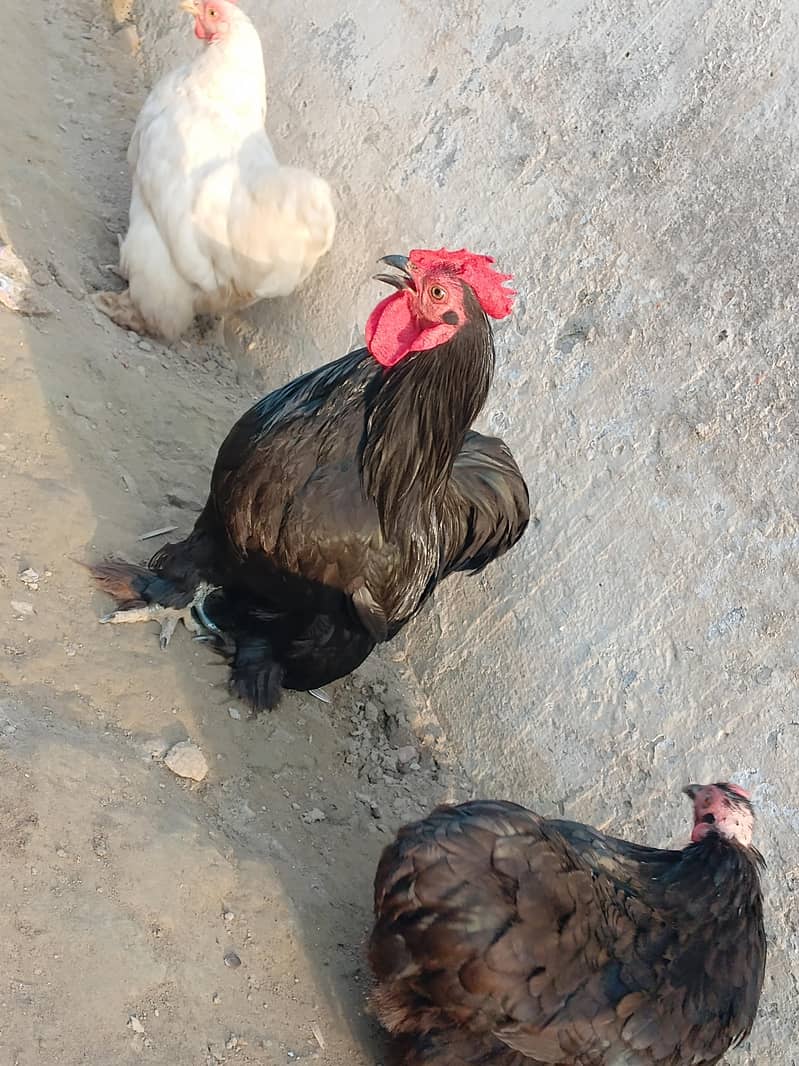 Black bantam pair 2