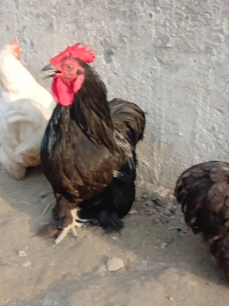 Black bantam pair 3